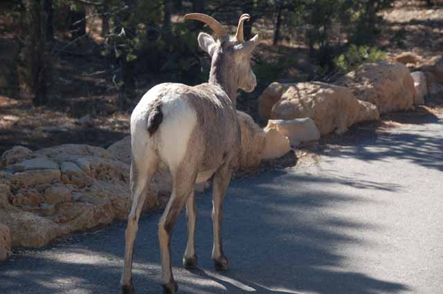 Big Horn Sheep